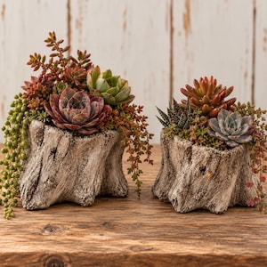 May include: Two planters shaped like weathered tree stumps, each containing a variety of succulents. The larger planter on the left features trailing green beads and reddish-brown rosettes. The smaller planter on the right holds spiky green and reddish-brown succulents.