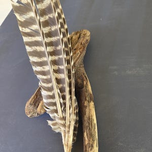 Unique Wild Turkey 5 feather plumage