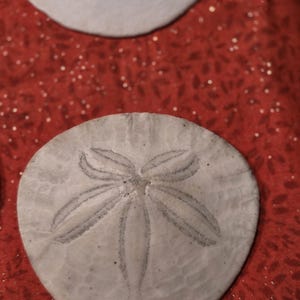 May include: Close-up of several gray sand dollars with a star-like pattern on a red background. The sand dollars are circular and have a textured surface. The background is a deep red color with small white specks.