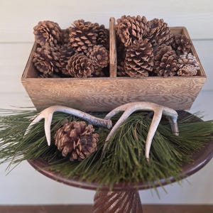 May include: A wooden box with two compartments filled with pine cones. The box is sitting on a table with a pine branch and two antlers.