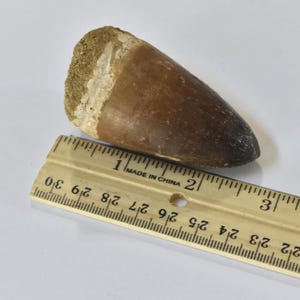 Prognathodon currii Marine Dinosaur Tooth Fossil – Excellent Preservation – Large 2.5&quot; - Morocco
