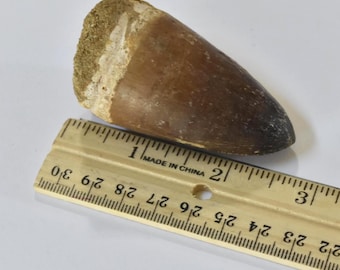 Prognathodon currii Marine Dinosaur Tooth Fossil – Excellent Preservation – Large 2.5" - Morocco
