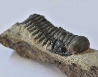 Trilobite Fossil Crotalocephalina - Morocco - Fine - Large 3" on Matrix - T20