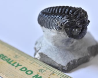 Trilobite Fossil Morocops (Phacopida) Morocco Detailed Flying Pose 2.25" - T17