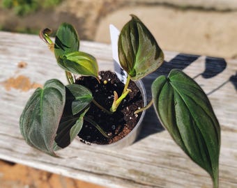 May include: A small potted plant with dark green, velvety leaves. The plant is in a clear plastic pot with brown soil.