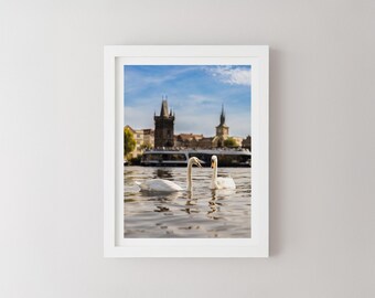 Prague Swans Photo Print: European Cityscape Wall Art