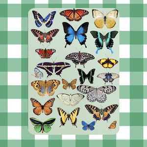 Può includere: Una collezione di 25 illustrazioni di farfalle colorate su uno sfondo verde chiaro. Le farfalle sono disposte in una griglia e presentano una varietà di colori, motivi e dimensioni.