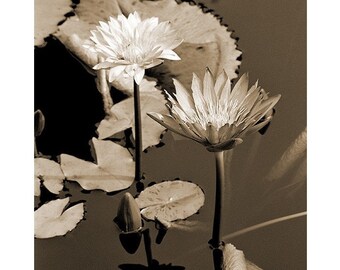 Fine Art Sepia Photography - Botanical Print of Two Waterlilies