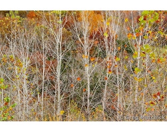 Fine Art Color Landscape Photography of Missouri Woodlands - "Bare to the Bark 1"