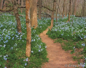 Fine Art Color Spring Landscape Photography of Missouri - "Path Among the Bluebells 2"