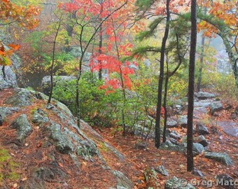 Fine Art Color Landscape Nature Photography of the Missouri Ozarks - "View Above Mina Sauk Falls In the Fog 3"