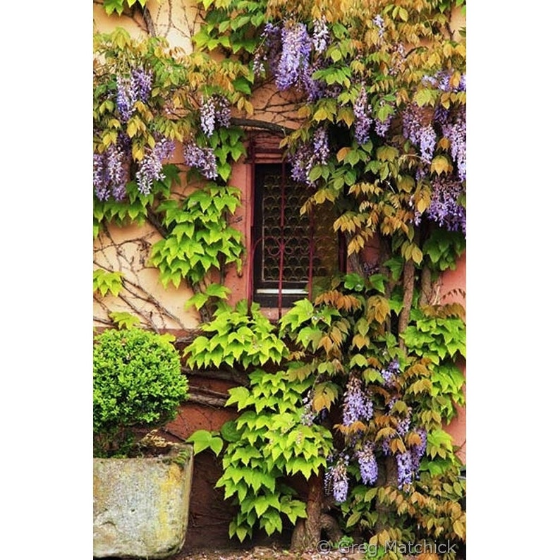 Fine Art Color Photography of Alsace France Wisteria on Home in Zellenberg 3 image 1