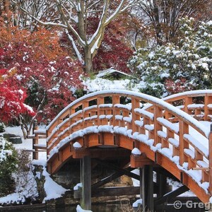 Fine Art Color Photography of Garden and Nature Scenery - A Bridge in a Japanese Garden With Snow and Autumn Foliage