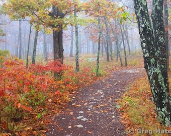 Fine Art Color Landscape Nature Photography of the Missouri Ozarks - "Autumn Fog On the Mina Sauk Trail 3"