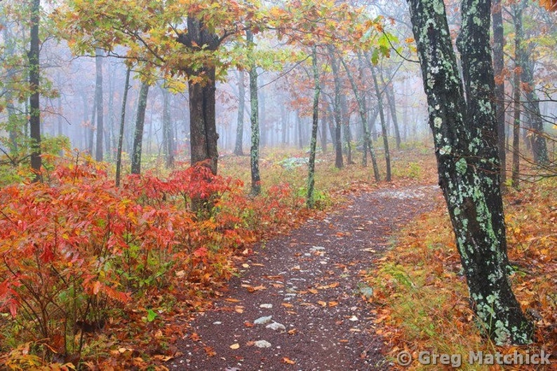 Autumn Fog On the Mina Sauk Trail 3 Fine Art Color Landscape Nature Photography of the Missouri Ozarks