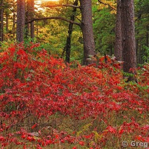 Fine Art Color Nature Landscape Photography of Autumn at Hawn State Park in Missouri - &quot;Sumac and Pines at Sunset&quot;