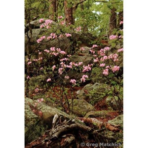 Fine Art Color Nature Photography of Missouri Woodland in Springtime - &quot;Wild Azaleas In the Woods 2&quot;
