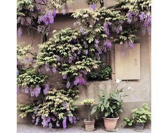 Fine Art Color Travel Photography of Wisteria on Home in Zellenberg of Alsace France