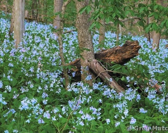 Fine Art Color Spring Landscape Photography of Missouri - "Bluebells In the Forest 2"