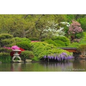 Fine Art Color Landscape Photography of Springtime and Wisteria Along a Lake in a Japanese Garden