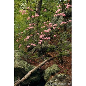 Fine Art Color Nature Photography of Missouri Woodland in Springtime - &quot;Wild Azaleas In the Woods 1&quot;