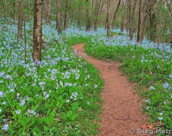 Fine Art Color Spring Landscape Photography of Missouri - "Path Among the Bluebells 4"