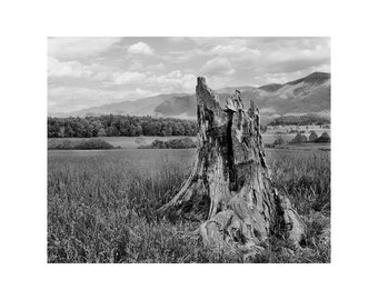 Fine Art Black & White Landscape Photography of Smoky Mountains - "Stump in a Field 2" (Cades Cove)