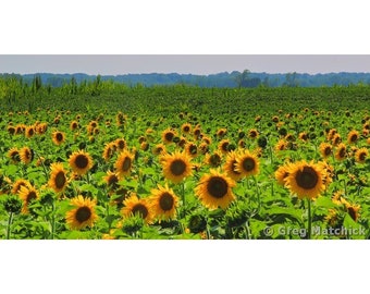 Fine Art Color Nature Photography Panoramic of Yellow Sunflowers - " Field of Sunflowers 1"