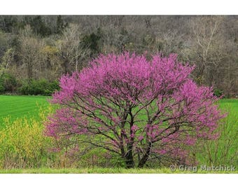 Fine Art Color Landscape Photography of Redbud Tree in Missouri - "Redbud and Field in Jefferson County"