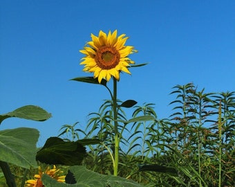 Fine Art Color Nature Photography of Yellow Sunflower Set Against a Clear Blue Sky - "Lone Sunflower and Blue Sky 1"