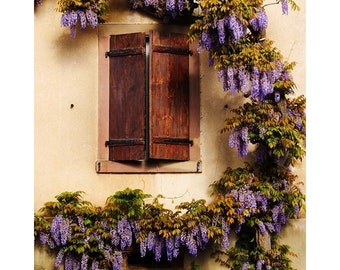 May include: A rustic wooden window with brown shutters is covered in a cascade of purple wisteria flowers. The flowers are blooming in abundance, creating a beautiful and romantic scene.