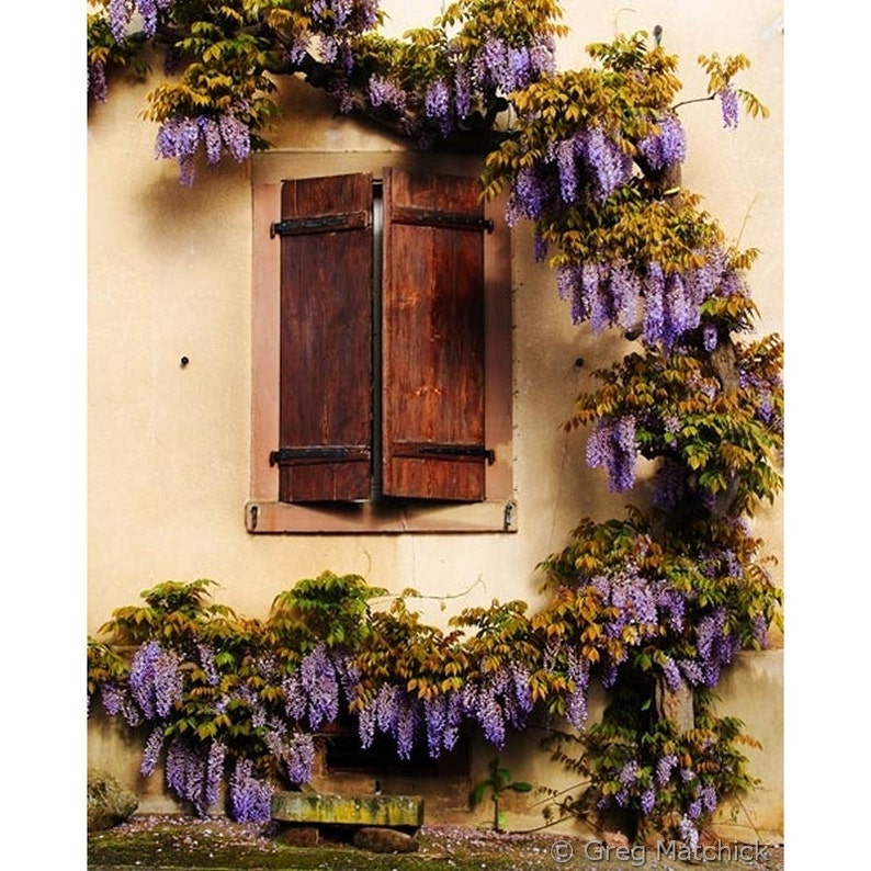 Fine Art Color Travel Photography of Wisteria Encircling Shutters in Alsace Riquewihr France image 1