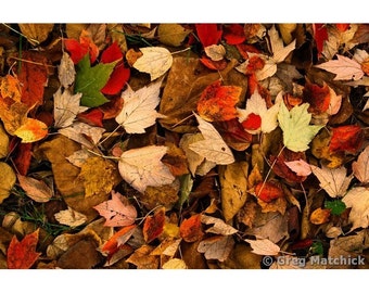Fine Art Color Nature Photography of Autumn Leaves in Missouri