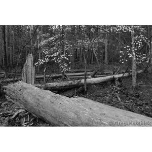 Fine Art Black & White Nature Photography of Dogwoods and Fallen Tree in the Forest at Hawn State Park in Missouri