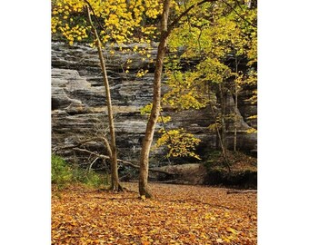 Fine Art Color Fall Nature Photography of Starved Rock State Park in Illinois - "Autumn Gold in Illinois Canyon 2"