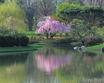 Fine Art Color Landscape Photography of Cherry Tree in Springtime Along a Lake in a Japanese Garden 1