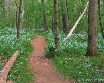 Fine Art Color Spring Landscape Photography of Missouri - "Path Among the Bluebells 3"