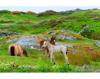 Fine Art Color Photography of Horse in Connemara Ireland - "White Colt in a Field"