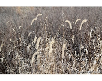 Fine Art Color Nature Photography of a Meadow of Wildflowers in Winter - "Sleeping Meadow 1"