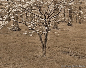 Fine Art Sepia Photography of Dogwood Tree - "Dogwood in Sepia 1"