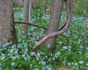 Fine Art Color Spring Landscape Photography of Missouri - "Bluebells In the Forest 1"