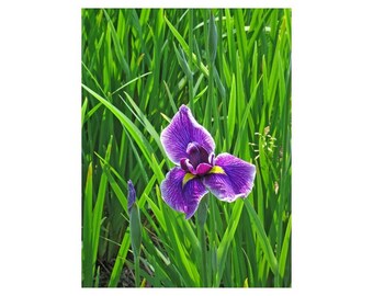 Fine Art Color Nature Photography of Purple Water Iris