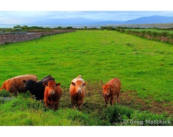 Fine Art Color Irish Travel Photography of Cows in County Kerry Western Ireland