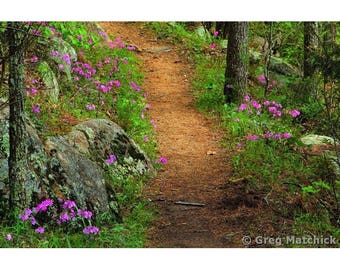 Fine Art Color Spring Landscape Photography of Missouri - "Wild Phlox Along the Trail 1"