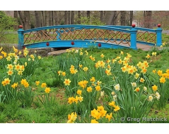 Fine Art Color Photography of Blue Bridge and Yellow Jonquils in Springtime at Tower Grove Park in St Louis Missouri