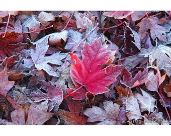 Fine Art Color Nature Photography of Red Maple Leaf in Autumn in Missouri - "Maple Leaves and Frost 3"