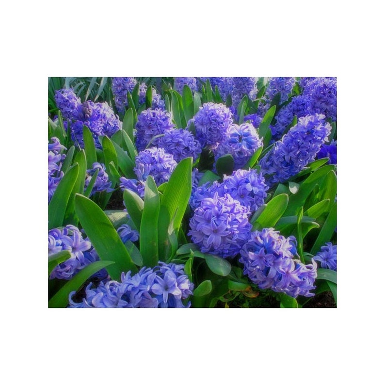 Fine Art Color Nature Photography of Purple Hyacinths Bild 1