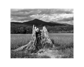 Fine Art Black & White Landscape Photography of Smoky Mountains - "Stump in a Field 1" (Cades Cove)
