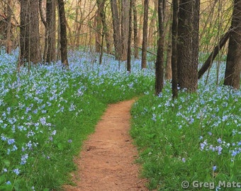 Fine Art Color Spring Landscape Photography of Missouri - "Path Among the Bluebells 7"