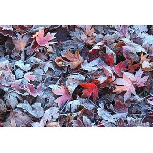 Fine Art Color Nature Photography of Red Leaves in Autumn in Missouri - &quot;Maple Leaves and Frost 1&quot;